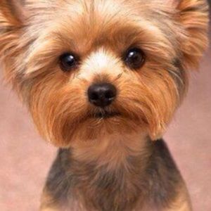 Meet your Posher, Van